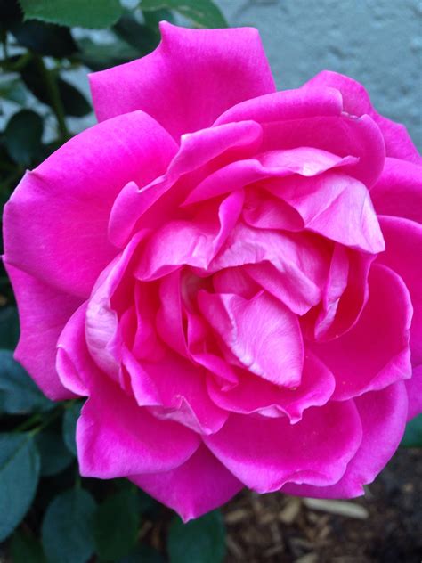 Knockout roses !! Stunning color | Knockout roses, Rose, Color