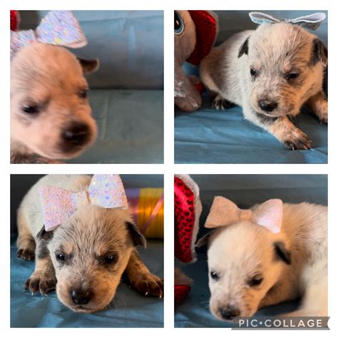 Healthy Pets for Sale in Cub Run, Kentucky | PetzLover