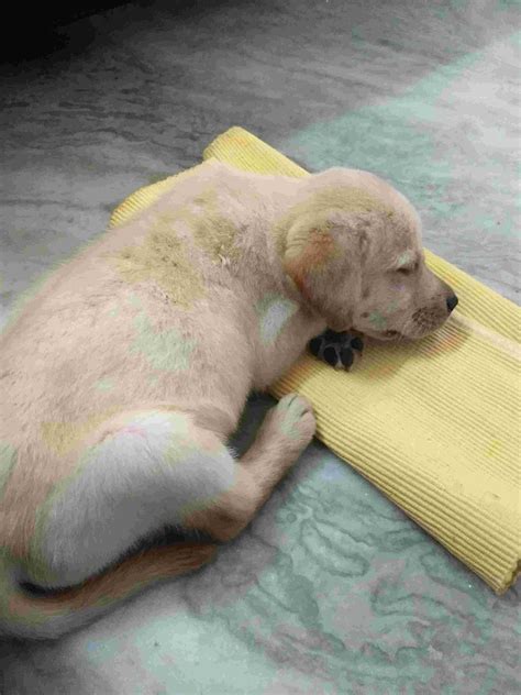 Hello doctor . I adopted 38 days old Labrador recently as a new pet