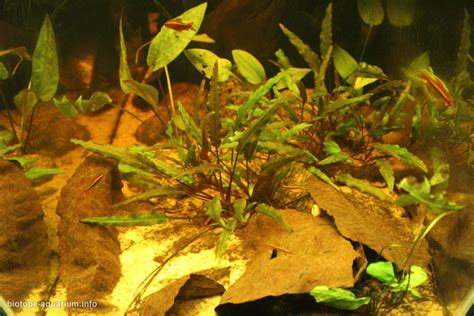 Stream, Kelani River, Sri Lanka, 81 L – Biotope Aquarium