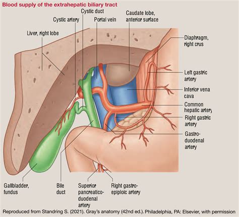 Health experts explain the common causes of clogged mammary ducts 36