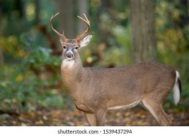 Young Whitetail Deer Buck Antlers Stands Stock Photo 1539437294 ...