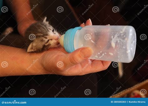 A Week Old Baby Cat Drinking Milk Stock Image - Image of grow, human ...