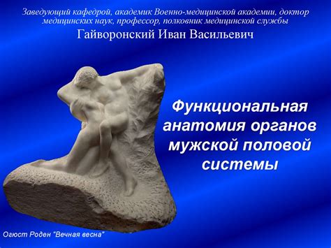Функциональная анатомия органов мужской половой системы - презентация ...