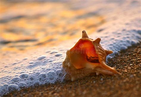 Shell on sand beach stock image. Image of diving, calm - 21666803