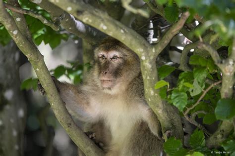 Barbary macaque monkeys on the Affenberg Salem