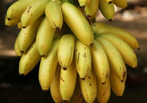 Banana Sem Agrotoxico - Banana Orgânica: como plantar em casa sem usar agrotóxicos