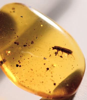 solitary dog sculptor amber fossils part  ambar fosiles parte