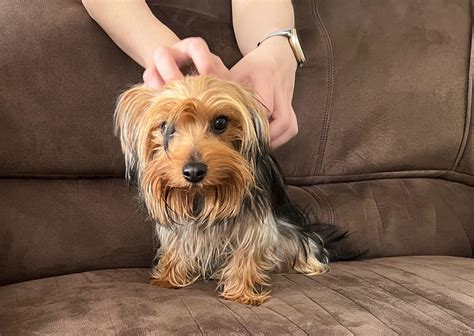 Yorkie getting daily massages : r/Yorkies