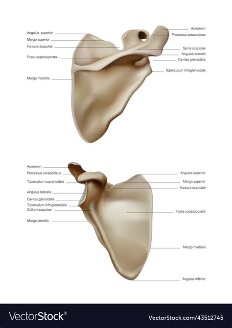 anatomy  structure   scapula bone vector image