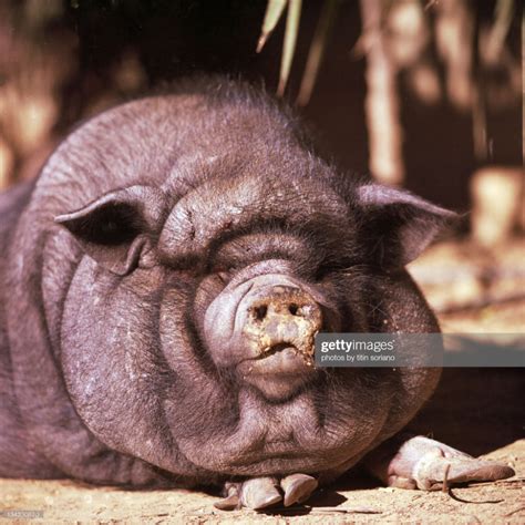 Big black pig tired under sun. | Pig, Big pigs, Black pig