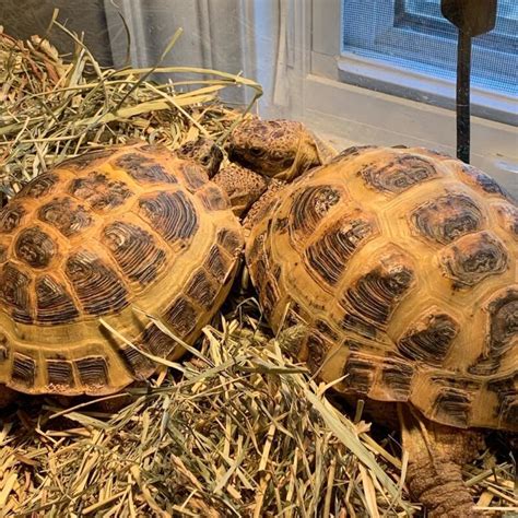 Russian tortoise for sale - From Luxury Pet Source worldwide delivery.