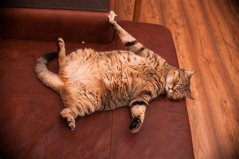Association for Pet Obesity Prevention welcomes first industry partnership