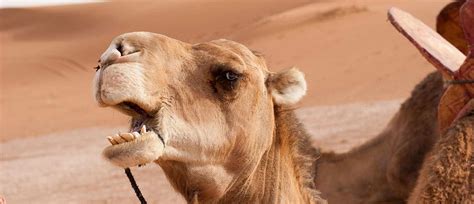 camels humps