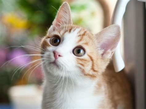 ide nama kucing lucu  bagus  unik inspirasi shopee