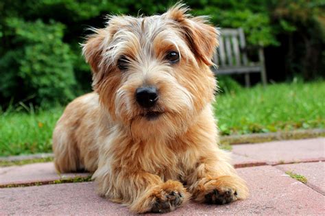 Norfolk Terrier - FurLyfe!