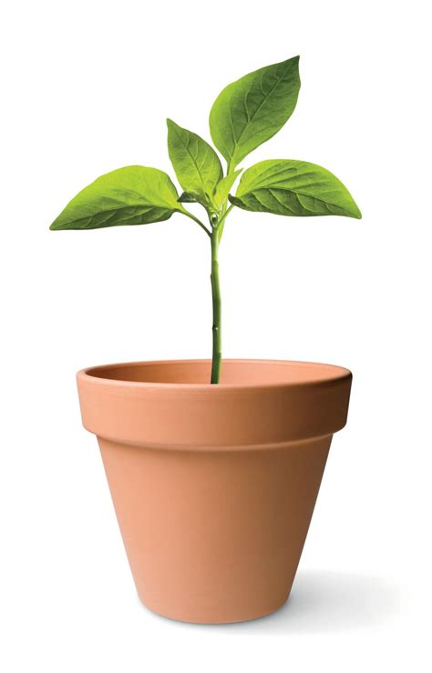 ultimate guide  plant parenthood   essence essence