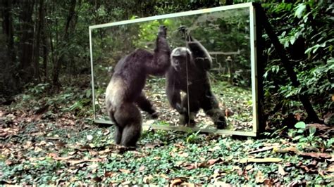 During his mirror training, an alpha male chimpanzee may have to prove ...