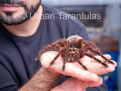 goliath birdeater tarantula bite    biggest spider