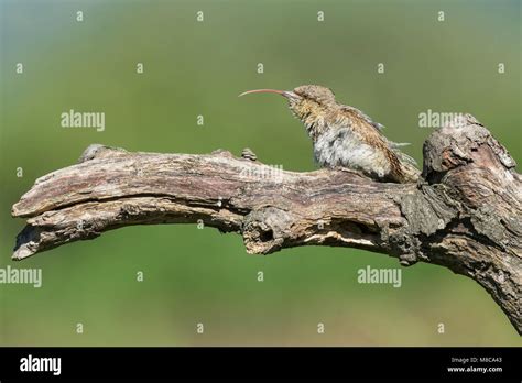 Long tongue hi-res stock photography and images - Alamy