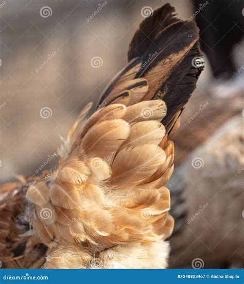 Feathers on the Tail of a Chicken. Stock Image - Image of nature, teal