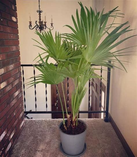 7 Low Light Indoor Palms That Need No Sunlight! | Balcony Garden Web