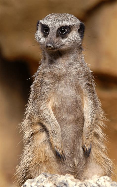 Meerkat | Lincoln Park Zoo