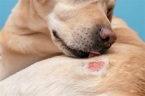 types  dermatitis  dogs    treat  pet   animals