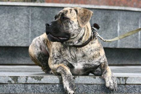 dogs   bullenbeisser generation  animals