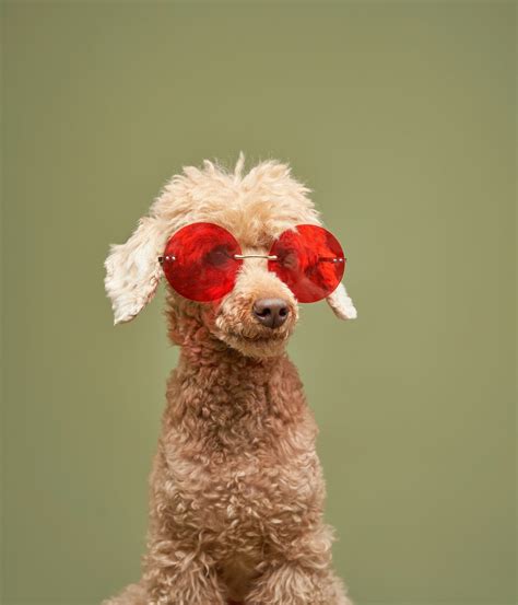 SOL shorts suffer as price surges; Solana’s Poodlana hits $3 million