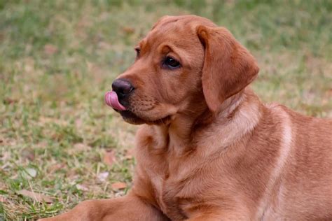 Top 5 Best Fox Red Labrador Breeders In The U.S.