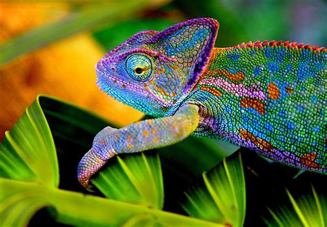 chameleon animal wildlife