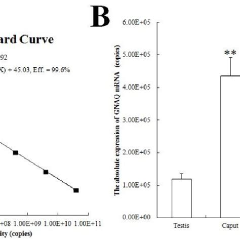 western blot analysis   protein subunit galphaq gnaq protein