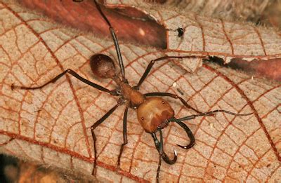 Army ant - Alchetron, The Free Social Encyclopedia