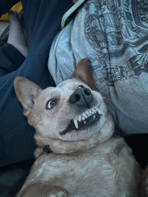 He is beauty, he is grace : r/AustralianCattleDog