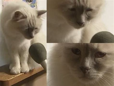 Создать мем "кот мем грустный, затем кот, кот мем" - Картинки - Meme ...