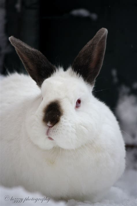 Snow Bunny | Cute Animals