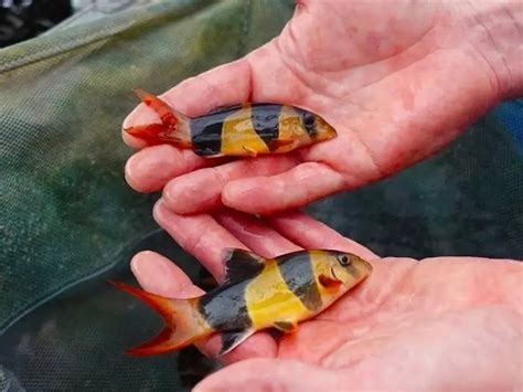 Loach: Care Guide & Species Profile | Fishkeeping World