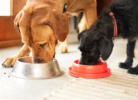 Dry vs. Wet Dog Food, or Both? | PetMD