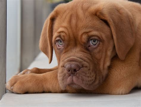 Large Dog Breeds Short Hair