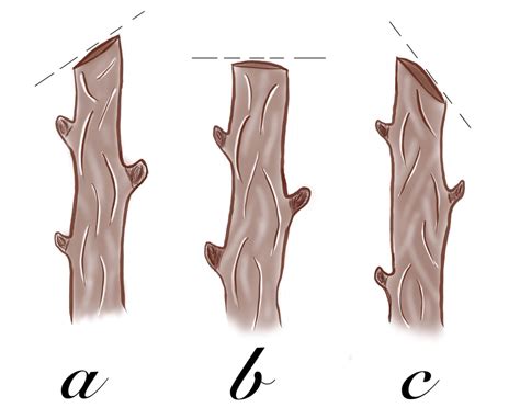 Grapevine pruning tips - Life of vineyard