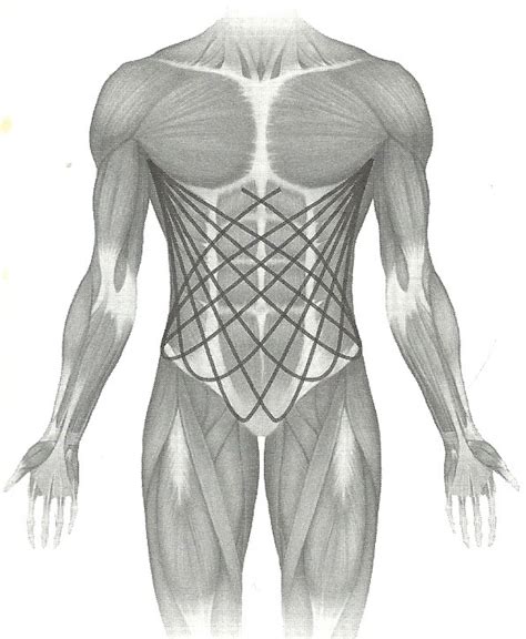 muscular chains castlebodywork