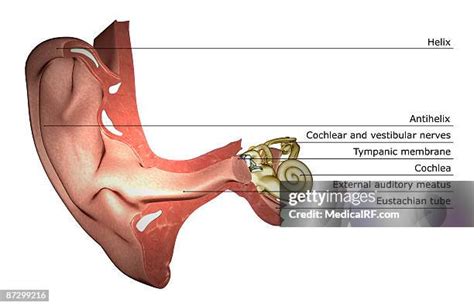 166 Ear Canal Anatomy Stock Photos, High-Res Pictures, and Images ...