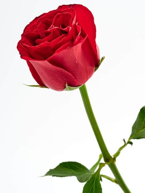 Premium Photo | Single red rose on white background