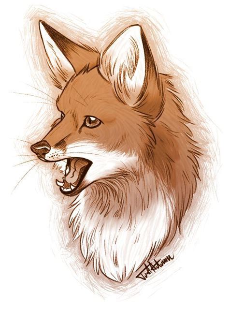 fantastic fox drawing