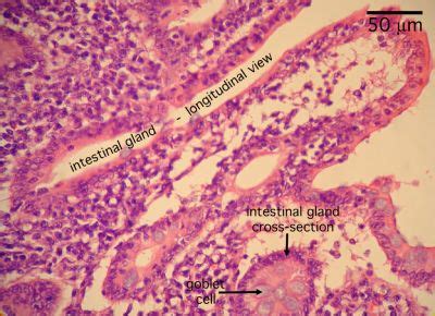 appendix histology appendix labels histology