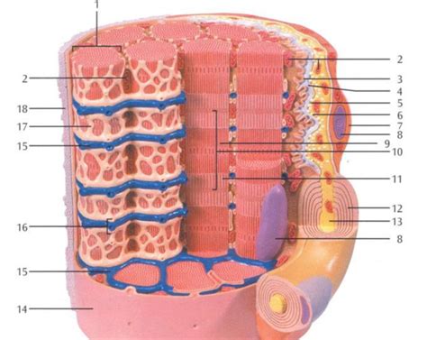 LAB - microscopic model of muscle fiber Diagram | Quizlet