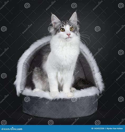 Cute Black Silver Bicolor Spotted Tabby Norwegian Forest Cat Kitten on