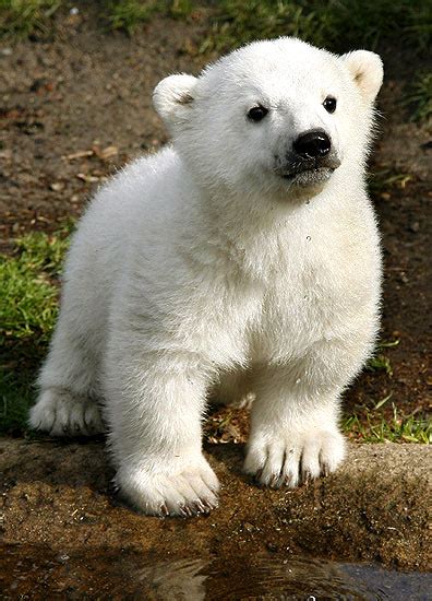 Osos polares bebés y tiernos - Imagui