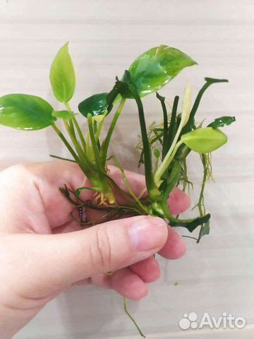 Растения для аквариума купить в Москве | Животные и зоотовары | Авито